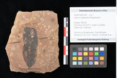 Foto (Objekt + Etikett) von Quercus palaeoilex Ettingshausen (NHMW-GEO-2024-0188-0764)